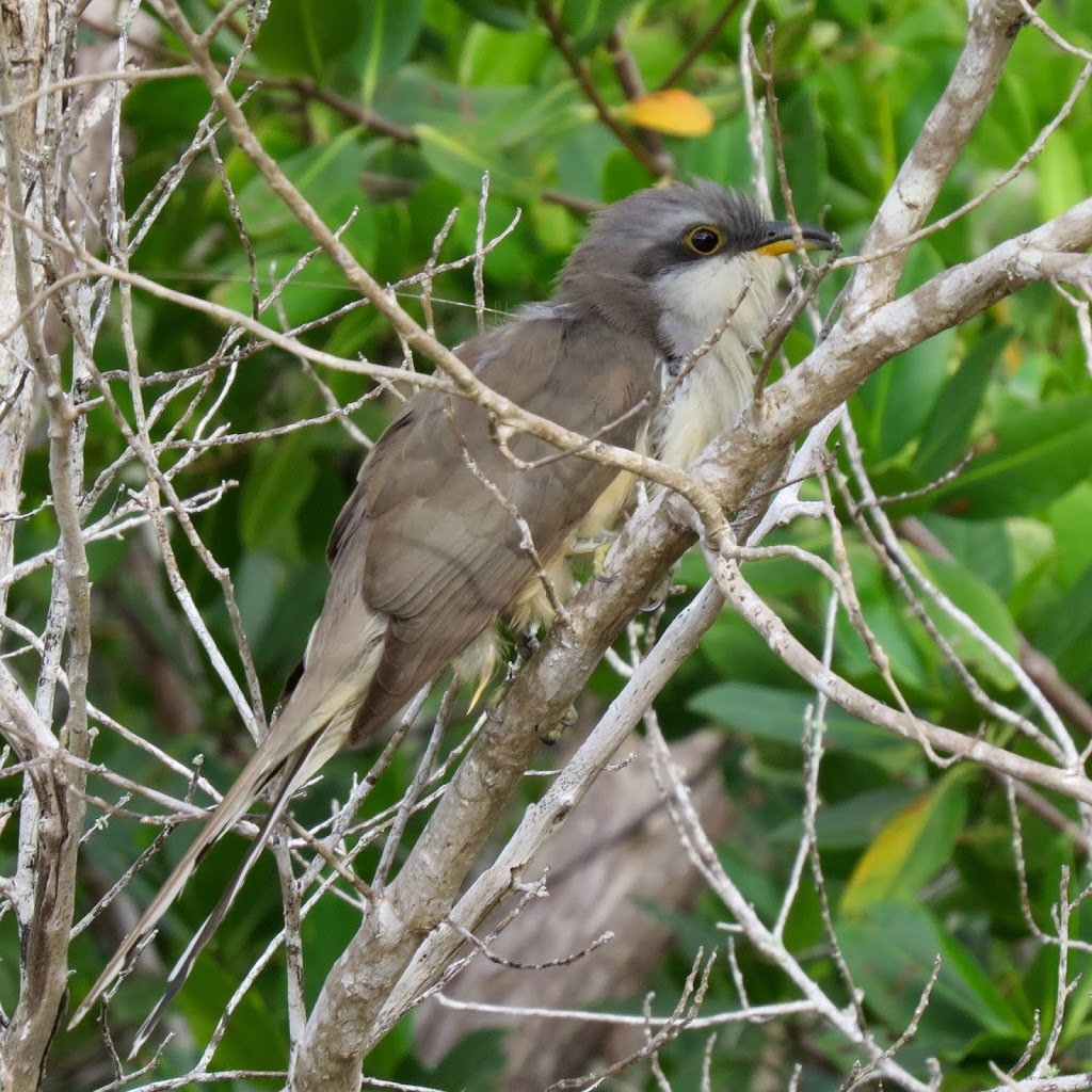 Our first account of ARCI's exciting new research on Mangrove Cuckoos in  Florida